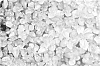 Sedum%20spurium%20%27Nonol%27