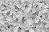 Sedum%20spurium%20%27Nonia%27