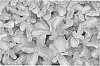 Sedum%20spurium%20%27Nonia%27