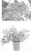 Buddleja%20davidii%20x%20Buddleja%20alternifolia%20%27Podaras%20%236%27