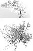 %28Buddleja%20davidii%20x%20Buddleja%20alternifolia%29%20x%20Buddleja%20davidii%20%27Podaras%20%2315%27