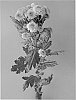 Chrysanthemum%20x%20morifolium%20%27Dekpaddy%27