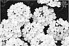 Verbena%20x%20Hybrida%20%27KLEVP09390%27