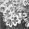 Pelargonium%20crispum%20x%20Pelargonium%20grandiflorum%20%27Kuegrapurpi%27