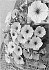 Petunia%20hybrida%20%27Petpinve%27