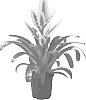 Vriesea%20sp.%20%27Shine%27