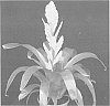Vriesea%20sp.%20%27Vision%27