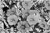 Calibrachoa%20hybrid%20%27KLECA09172%27