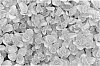 Sedum%20spurium%20%27Noner%27