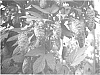 Hop%20plant%20named%20%27HBC%20342%27