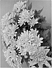 Chrysanthemum%20x%20morifolium%20%27Synhony%20Durango%27