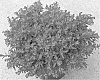 Cuphea%20hyssopifolia%20%27Magenta%20Border%27