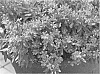 Cuphea%20hyssopifolia%20%27Southern%20Border%27