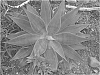 Agave%20plant%20named%20%27YUCCAGAVE%20FITZGIBBONI%27