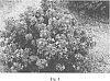Lagerstroemia%20hybrid%20%27Gamad%20VI%27