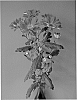 Chrysanthemum%20x%20morifolium%20%27Dektoshka%20Red%27