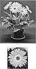 Gerbera%20x%20hybrida%20%27Lekgersams%27