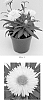 Xerochrysum%20bracteatum%20%27Bondrepuho%27