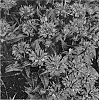 Monarda%20didyma%20%27Pardon%20My%20Purple%27