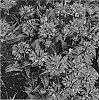 Monarda%20didyma%20%27Pardon%20My%20Purple%27