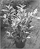 Cherry%20laurel%20plant%20named%20%27Ivory%27
