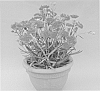 Dianthus%20plant%20named%20%27WP10%20SAB06%27