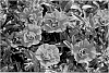 Calibrachoa%20plant%20named%20%27KLECA09207%27
