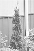 Thuja%20occidentalis%20%27Art%20Boe%27