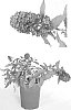 %28Buddleja%20davidii%20x%20Buddleja%20alternifolia%29%20x%20Buddleja%20davidii%20%27Podaras%20%2313%27