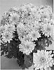 Chrysanthemum%20x%20morifolium%20%27Yogrand%20Rapids%27