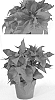 Euphorbia%20pulcherrima%20Willd.%20%27PER1232%27