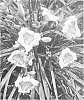 Hemerocallis%20hybrid%20%27SPd%2006-02%27