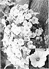 Petunia%20hybrida%20%27Pic%20Whit%27