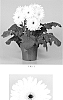 Gerbera%20x%20hybrida%20%27Lekgerwhidouble%27