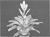 Vriesea%20sp.%20%27SENSE%27