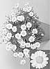 Argyranthemum%20frutescens%20%27Argyminyel%27