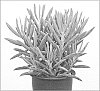 Senecio%20ficoides%20%27Mount%20Everest%27