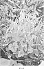 Tiarella%20cordifolia%20%27FM%20Mooberry%27