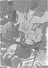 Actinidia%20chinensis%20Planch%20%27AU%20Golden%20Dragon%27