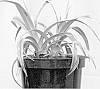 Astelia%20chathamica%20x%20Astelia%20nervosa%20%27Silver%20Shadow%27