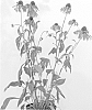 Echinacea%20hybrid%20%27Summer%20Sun%27