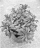 Euphorbia%20amygdaloides%20%27WALEUPHGLO%27