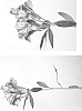 Alstroemeria%20hybrida%20%27Jalea%27
