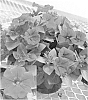 Petunia%20hybrida%20%27Petrewis%27