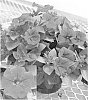 Petunia%20hybrida%20%27Petrewis%27