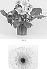 Gerbera%20x%20hybrida%20%27Lekgerwat%27
