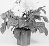 Gerbera%20x%20hybrida%20%27Lekgeryel%27