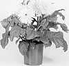 Gerbera%20x%20hybrida%20%27Lekgeryel%27