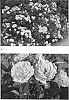 Rosa%20hybrida%20%27ZLEMarianne%20Yoshida%27