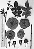 Rosa%20hybrida%20shrub.%20%27AUSchariot%27